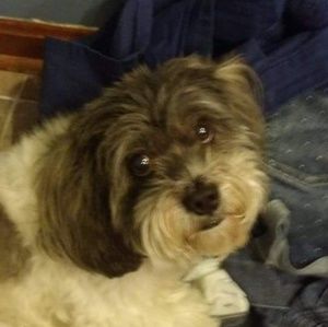 Meet your Posher, Josh